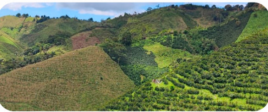 Colombia El Tiple Supremo