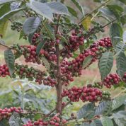 Ethiopia Dry Process Guji Buku