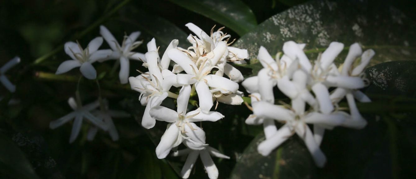 Ethiopia Duromina Aba Bulgu