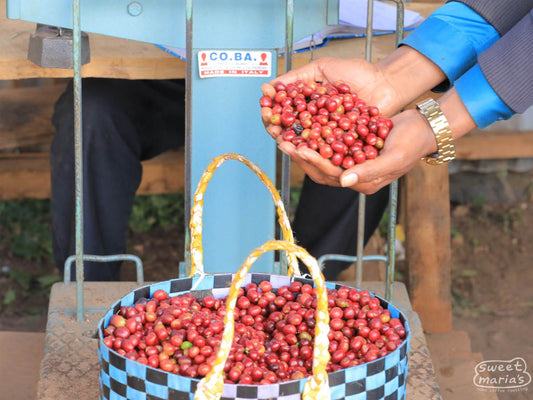 Ethiopia Kercha Bilida Bukisa